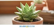 5 plantas pequeñas para decorar la casa que no necesitan casi riego y son fáciles de cuidar