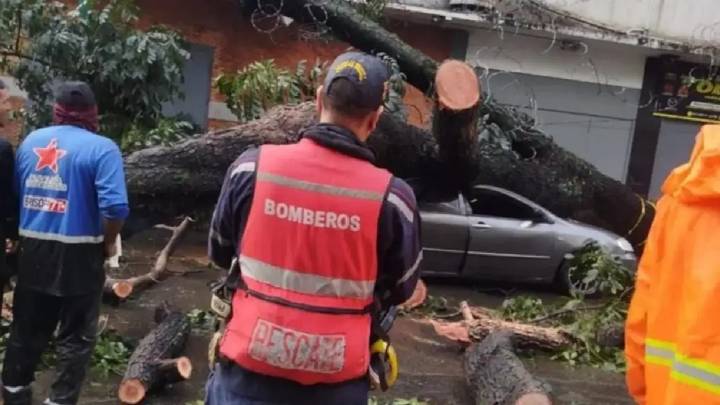 Por intensas lluvias en Caracas se desploma árbol de 25 metros en la parroquia Santa Rosalía