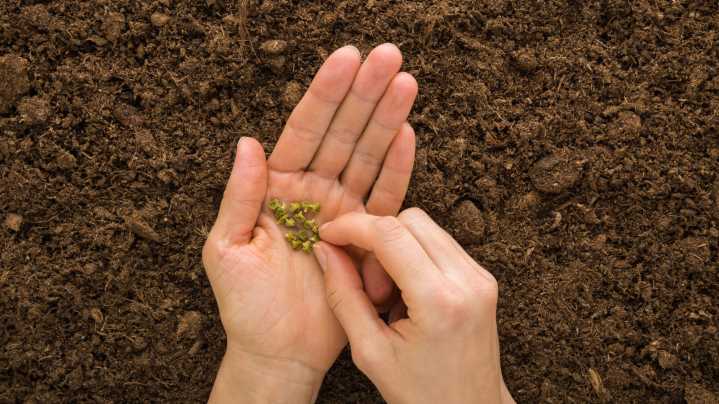 The Popular Seller You Should Avoid Buying Your Seeds From