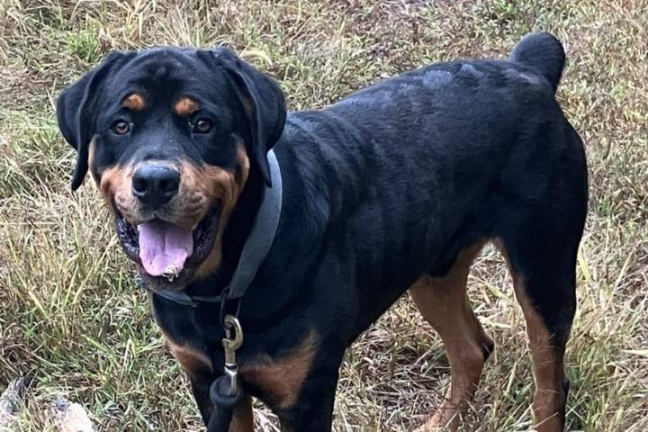 Dog reported stolen from Johnstown Animal Shelter