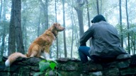 Shudder's Good Boy Has A 92% Rotten Tomatoes Score Ahead Of Release