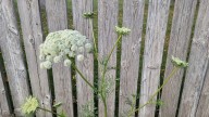 Did you know Queen Anne’s lace is related to the carrot?