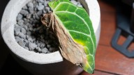 The Unique Houseplant That Doesn't Require A Ton Of Light