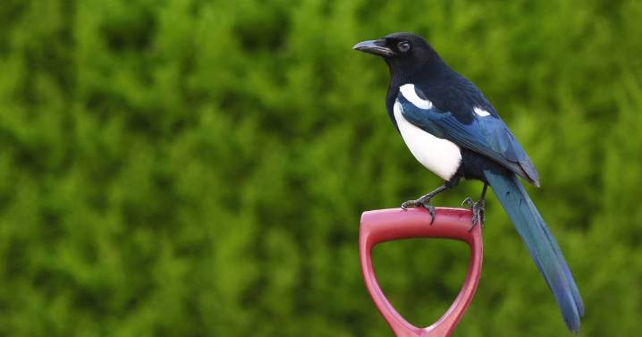 Stop magpies from bullying robins out of the garden to by hanging 1 common item