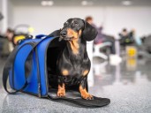 Un fallo dice que un perro vale lo mismo que una valija si es extraviado por una aerolínea durante un vuelo