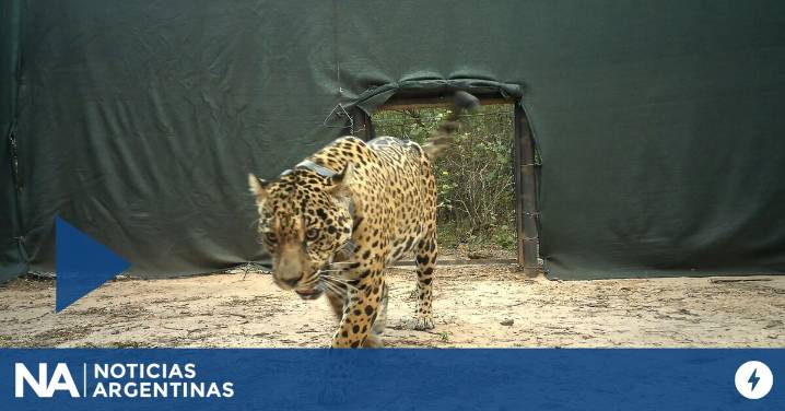 Liberaron a una hembra de yaguareté en el Parque Nacional El Impenetrable