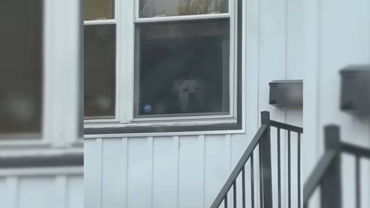 Years After Fostering, Ohio Woman Spots Her Dog On The Street And Immediately Offers Help