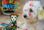 ¿Es seguro pintar a tus perritos para disfrazarlos en Día de Muertos?
