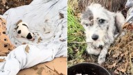 In California, A Couple Finds A Dog In A Ditch And Discovers She’s Protecting A Newborn