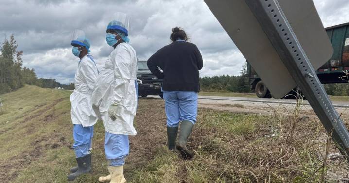Search is on for 3 escaped monkeys after truck overturns on Mississippi highway