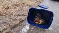 Woman Approaches Abandoned Bag Near Michigan Road And Finds A Life Trapped Inside