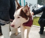 TLALNE PROMUEVE LA ADOPCIÓN RESPONSABLE EN LA FERIA “TU CASA, SU HOGAR”