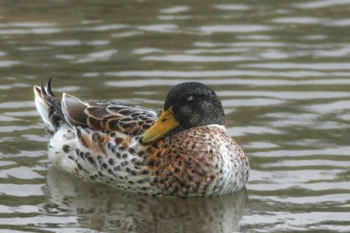 TWRA to Open 2025 Mid-Season Waterfowl Quota Hunt Applications on October 22
