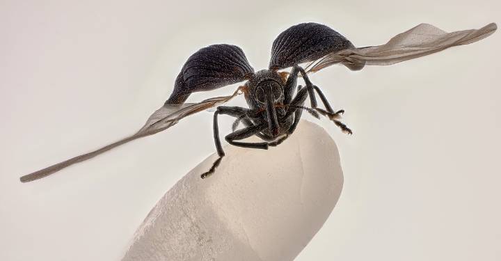 Photographing the Microscopic: Winners of Nikon Small World 2025