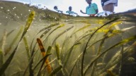 Local students study seagrass recovery in Tampa Bay
