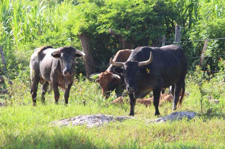 Ya hay 704 casos del gusano barrenador en Yucatán