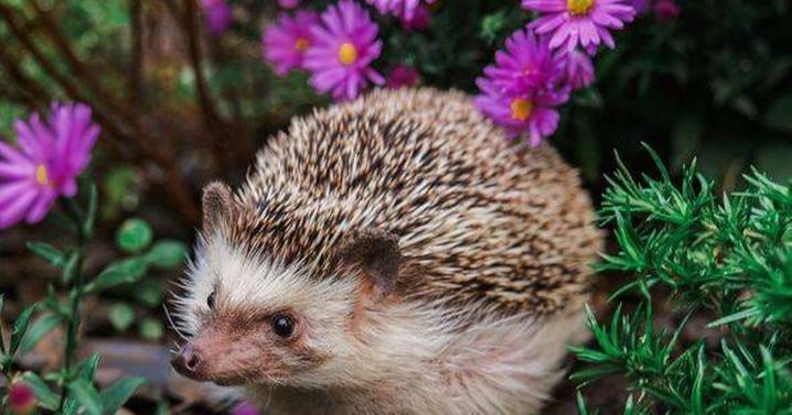 Create a hedgehog-friendly garden with these expert tips