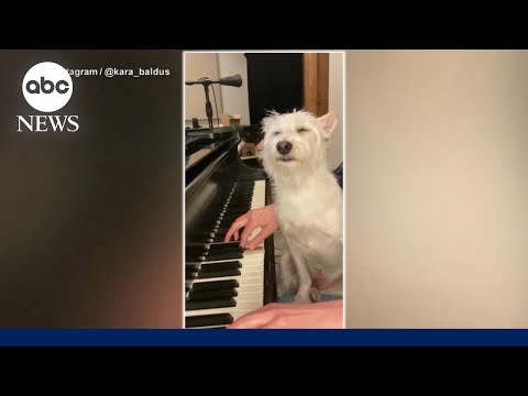 Dog goes viral for his love of mom's music
