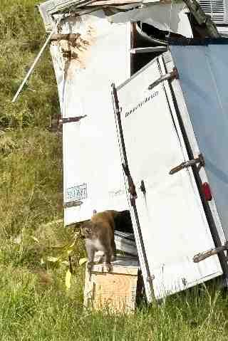 Mono de laboratorio escapa en Misisipi tras accidente de un camión en EE.UU.