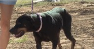 'Miracles and hope': Family reunited with furry family member 4 months after tornado