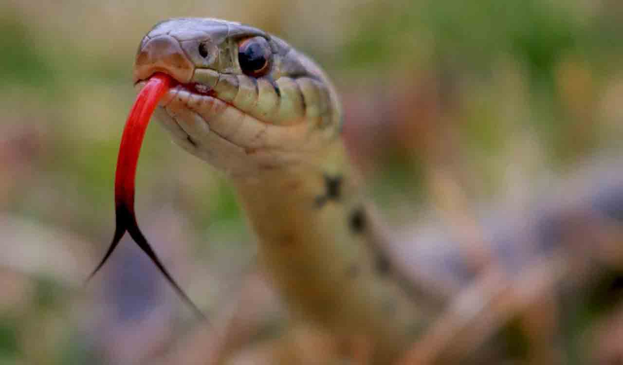 Asifabad: Class VII student bitten by non-venomous snake at Mahatma Jyotiba Phule Residential School hostel