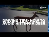 Fall driving safety in DC: How to swerve safely and avoid deer collisions this season