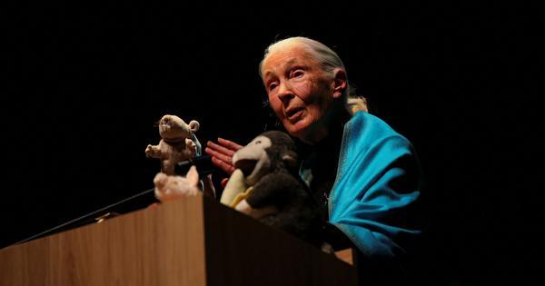 Jane Goodall, conservationist and worldwide primate expert, dies at 91