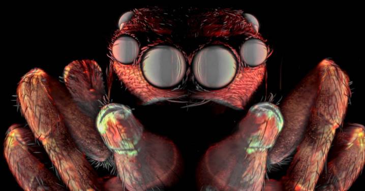 Nikon's Small World contest highlights microscopic beauty of weevils, butterfly eggs and more