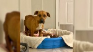 Virginia Dog With 14 Puppies Starts To Trust Again After A Hard Journey