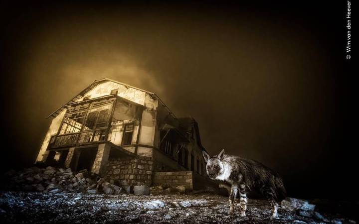 Las imágenes más impactantes que ganaron el Wildlife Photographer of the Year 2025: una foto tomó diez años para ser captada
