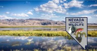 NDOW warns waterfowl hunters to be mindful of Harmful Algal Blooms, Bird Flu