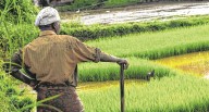 India’s Above-Normal Monsoon Brings Mixed Fortunes For Kharif Crops; Excess Rainfall Damages Paddy, Pulses, Cotton