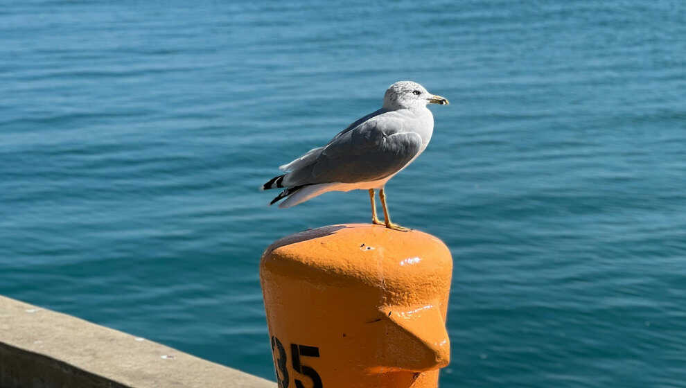 Confirmados dos nuevos casos de gripe aviar en gaviotas, uno de ellos con alta patogenicidad