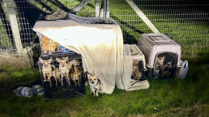 Rescuers Discover 27 Chihuahuas Crammed Into Small Crates And Abandoned On The California Roadside