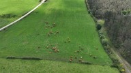 Investigadores del campus de Ourense quieren modernizar la ganadería extensiva en Galicia utilizando drones