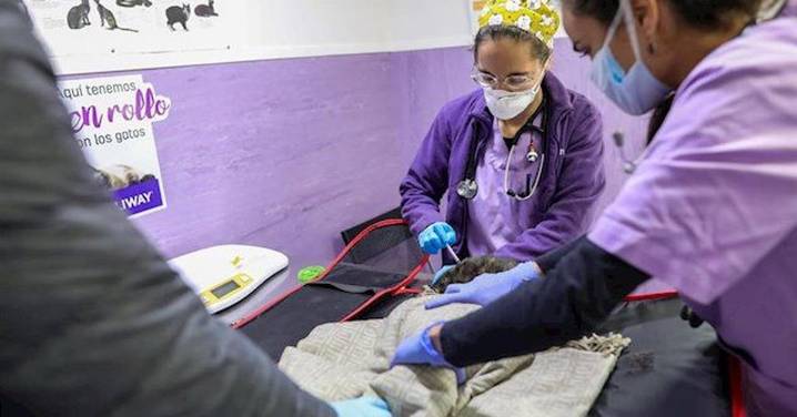 Los veterinarios volverán a movilizarse en rechazo a la Ley de Medicamentos Veterinarios