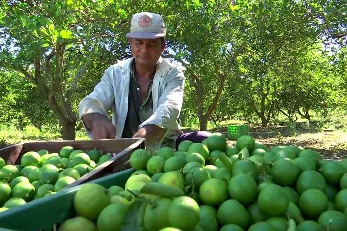 Detienen a otro extorsionador de limoneros en Apatzingán