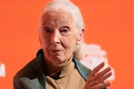Wildlife advocate, primate expert Jane Goodall dies at 91