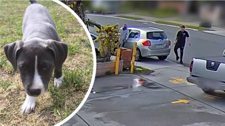 Thieves steal American Staffy ‘Poppy’ from Shoalwater home sparking police hunt