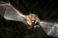 How tiny drones inspired by bats could save lives in dark and stormy conditions