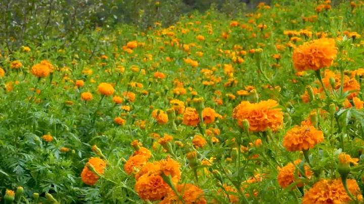Se tiñe la Sierra de Arteaga de naranja; inaugura temporada Jardín de Cempasúchil