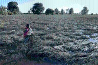 Indian Farmers Struggle as Climate Change Warps Landscape
