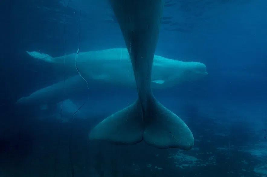 Ottawa denies Marineland request to export its remaining beluga whales to China