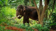 Three killed in 24 hours as elephant attacks escalate in North Bengal’s Alipurduar