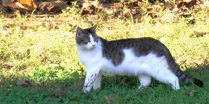 As Kentucky State Reformatory prepares to close, Humane Society rehomes cats from prison grounds