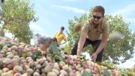 El Pistacho, el nuevo "oro verde", una cosecha que promete ser espectacular