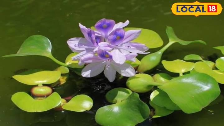 This Flower Has Hidden Healing Powers, Yet It's Known As 'The Terror Of Bengal'