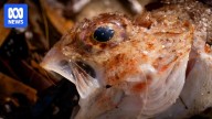 SA Premier says algal bloom is not 'toxic', despite word appearing in official government advice