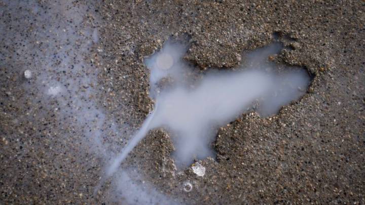Ah, rats! Researchers say some other critter likely created Chicago’s ‘rat hole’ sidewalk landmark