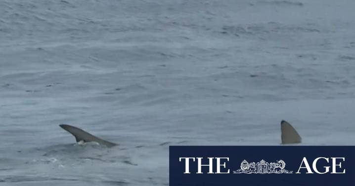 Shark feeding frenzy at Gold Coast beach